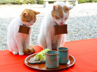 Illustration for article titled Cats Are the Cutest Guides to Japan